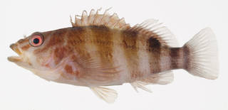 To NMNH Extant Collection (Isocirrhites sexfasciatus USNM 406947 photograph lateral view)