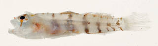 To NMNH Extant Collection (Eviota nebulosa USNM 408174 photograph lateral view)