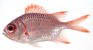 To NMNH Extant Collection (Myripristis violacea USNM 408214 photograph lateral view)