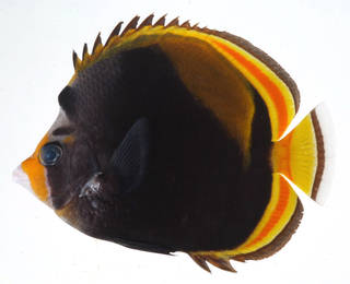 To NMNH Extant Collection (Chaetodon flavirostris USNM 408228 photograph lateral view)