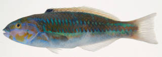 To NMNH Extant Collection (Thalassoma quinquevittatum USNM 408259 photograph lateral view)