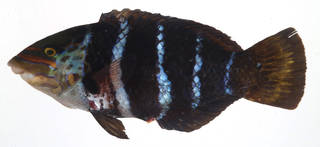 To NMNH Extant Collection (Hemigymnus fasciatus USNM 408291 photograph lateral view)