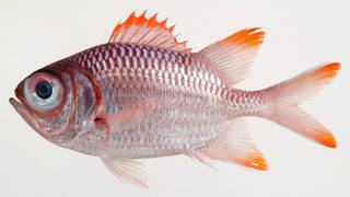 To NMNH Extant Collection (Myripristis violacea USNM 408306 photograph lateral view)