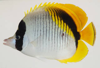 To NMNH Extant Collection (Chaetodon lineolatus USNM 408472 photograph lateral view)