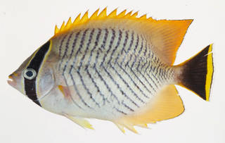 To NMNH Extant Collection (Chaetodon trifascialis USNM 408473 photograph lateral view)