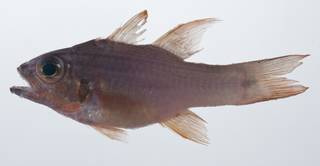 To NMNH Extant Collection (Ostorhinchus chrysotaenia USNM 408859 photograph lateral view)
