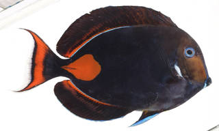 To NMNH Extant Collection (Acanthurus achilles USNM 408723 photograph lateral view)