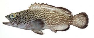 To NMNH Extant Collection (Epinephelus socialis USNM 408760 photograph lateral view)