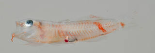 To NMNH Extant Collection (Priolepis squamogena USNM 408769 photograph lateral view)