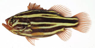 To NMNH Extant Collection (Grammistes sexlineatus USNM 409630 photograph lateral view)