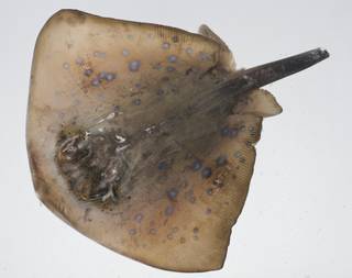 To NMNH Extant Collection (Taeniura lymma USNM 408887 photograph dorsal view)