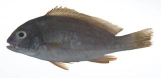 To NMNH Extant Collection (Plectorhinchus chrysotaenia USNM 408924 photograph lateral view)