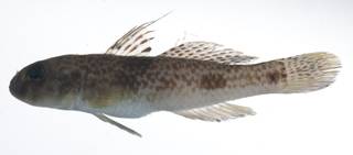 To NMNH Extant Collection (Acentrogobius nebulosus USNM 408937 photograph lateral view)
