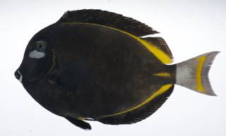 To NMNH Extant Collection (Acanthurus nigricans USNM 408949 photograph lateral view)