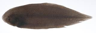 To NMNH Extant Collection (Cynoglossus puncticeps USNM 408963 photograph lateral view)