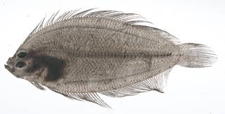 To NMNH Extant Collection (Arnoglossus USNM 408964 photograph lateral view)