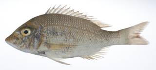 To NMNH Extant Collection (Lethrinus nebulosus USNM 408967 photograph lateral view)