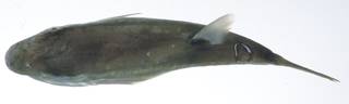 To NMNH Extant Collection (Lagocephalus lunaris USNM 408981 photograph dorsal view)