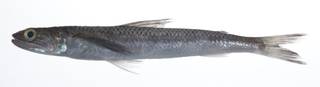 To NMNH Extant Collection (Saurida longimanus USNM 408993 photograph lateral view)