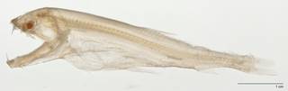 To NMNH Extant Collection (Astronesthes macropogon USNM 203621 photograph)