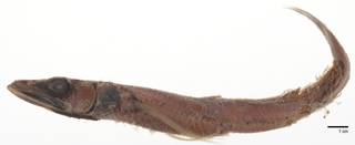 To NMNH Extant Collection (Scopelosaurus smithii USNM 214073 photograph)