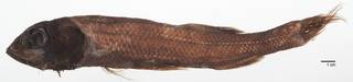 To NMNH Extant Collection (Bathytroctes microlepis USNM 215497 photograph)