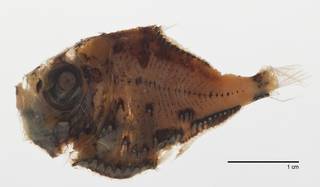 To NMNH Extant Collection (Polyipnus laternatus USNM 298924 photograph)