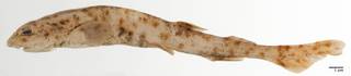 To NMNH Extant Collection (Halaelurus garmani USNM 43749 holotype photograph)