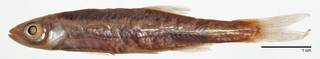 To NMNH Extant Collection (Notropis atherinoides USNM 93199 photograph lateral view)