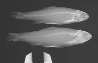 To NMNH Extant Collection (Notropis scopiferus USNM 125160 syntypes radiograph)