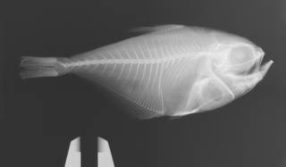 To NMNH Extant Collection (Pempheris xanthopterus USNM 130527 radiograph)