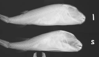 To NMNH Extant Collection (Sphoeroides nephalus USNM 133559 radiograph lateral)