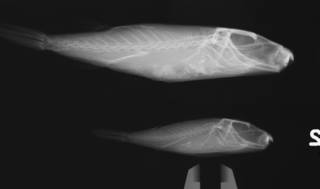 To NMNH Extant Collection (Sphoeroides spengleri USNM 156495 radiograph lateral)