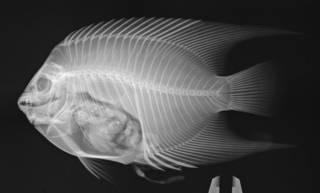 To NMNH Extant Collection (Holacanthus ciliaris USNM 159253 radiograph)