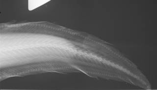 To NMNH Extant Collection (Xyelacyba myersi USNM 187059 paratype radiograph caudal)