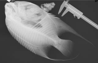 To NMNH Extant Collection (Holocanthus bermudensis USNM 188504 radiograph)