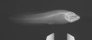 To NMNH Extant Collection (Brotulina USNM 189949 radiograph)