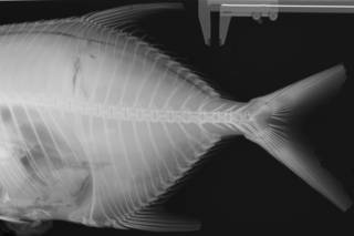 To NMNH Extant Collection (Trachinotus blochii USNM 194907 radiograph caudal)
