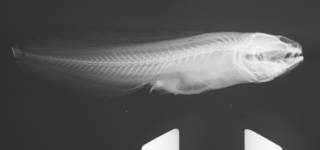 To NMNH Extant Collection (Guntherichthys longipenis USNM 199431 holotype radiograph)