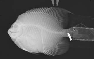 To NMNH Extant Collection (Pomacanthus zonipectus USNM 203464 radiograph)