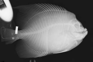 To NMNH Extant Collection (Pomacanthus zonipectus USNM 203465 radiograph)
