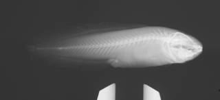 To NMNH Extant Collection (Gunterichthys longipenis USNM 204022 radiograph)