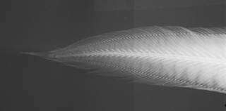 To NMNH Extant Collection (Lucifuga spelaeotes USNM 204604 paratype radiograph caudal)