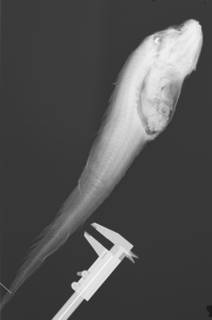 To NMNH Extant Collection (Bassozetus compressus USNM 206917 radiograph)