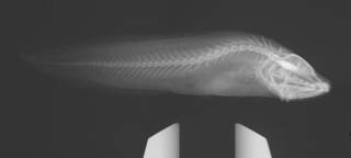 To NMNH Extant Collection (Calamopteryx jeb USNM 208339 paratype radiograph)