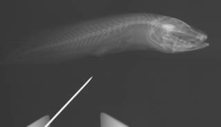 To NMNH Extant Collection (Calamopteryx robinsorum USNM 209256 holotype radiograph)