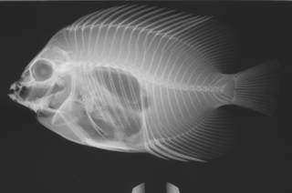 To NMNH Extant Collection (Genicanthus personatus USNM 211814 paratype radiograph)