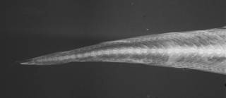 To NMNH Extant Collection (Leucicorus atlanticus USNM 213788 paratype radiograph caudal)