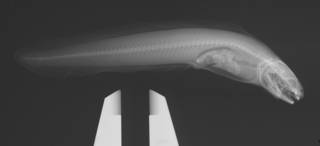 To NMNH Extant Collection (Genypterus blacodes USNM 214754 radiograph)