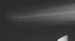To NMNH Extant Collection (Genypterus blacodes USNM 214754 radiograph caudal)